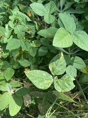 Macroptilium lathyroides