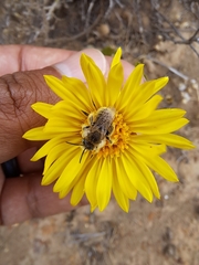 Diadasia chilensis