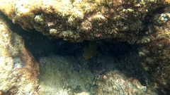 Holopsamma laminaefavosa
