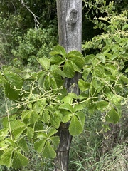 Cyphostemma simulans