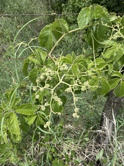 Cyphostemma simulans