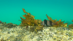 Pseudogoniistius nigripes