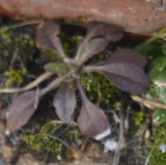 Arabidopsis thaliana