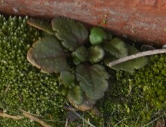 Veronica arvensis