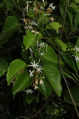 Jasminum neocaledonicum