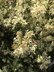 Hakea lissocarpha