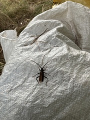 Xystrocera virescens