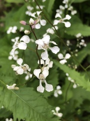 Iodanthus pinnatifidus