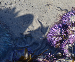 Ophioderma panamense