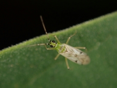 Nesidiocoris tenuis
