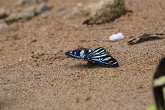 Jemadia sosia