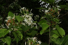 Jasminum neocaledonicum