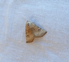 Mataeomera mesotaenia