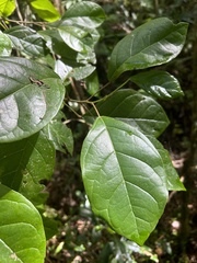 Hieronyma clusioides