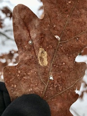 Phyllonorycter argentifimbriella