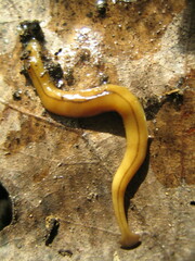 Bipalium adventitium