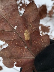 Phyllonorycter argentifimbriella