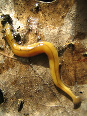 Bipalium adventitium