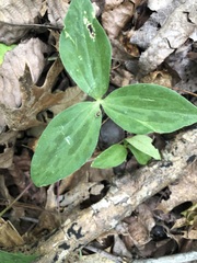 Trillium sessile
