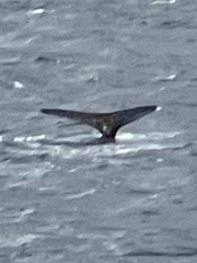 Megaptera novaeangliae