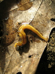 Bipalium adventitium