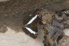 Adelpha alala