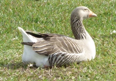 Anser anser domesticus