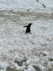 Megaptera novaeangliae