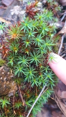 Dawsonia