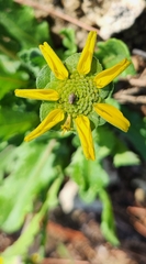 Berlandiera subacaulis