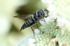 Boreocoelioxys