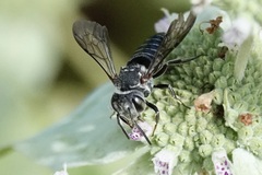 Boreocoelioxys