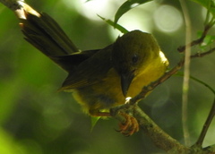 Orthogonys chloricterus