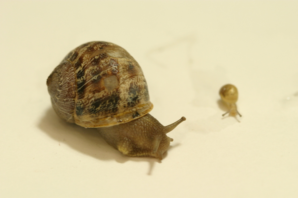 Garden Snail from Massachusetts Institute of Technology on October 18