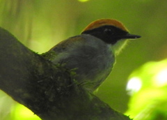 Conopophaga melanops