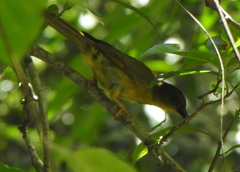 Orthogonys chloricterus