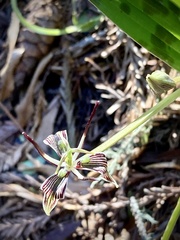 Scoliopus bigelovii