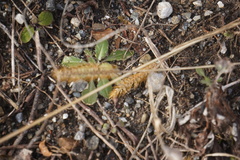 Setaria pumila