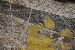 Xanthocarpia feracissima