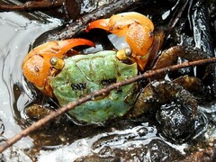 Parasesarma erythodactylum