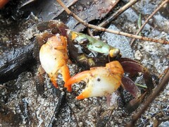 Parasesarma erythodactylum