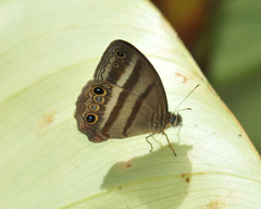Cissia