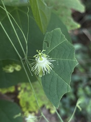 Passiflora filipes