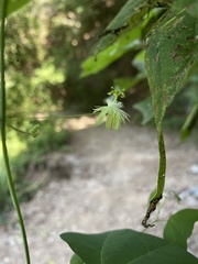 Passiflora filipes