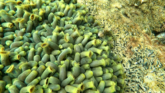 Parablennius tasmanianus