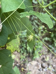Passiflora filipes
