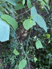 Passiflora filipes