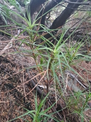 Dracophyllum longifolium