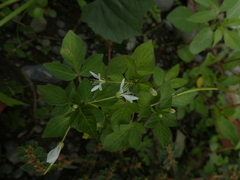 Cleome rutidosperma