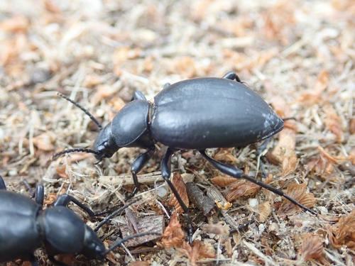Tentyria grossa